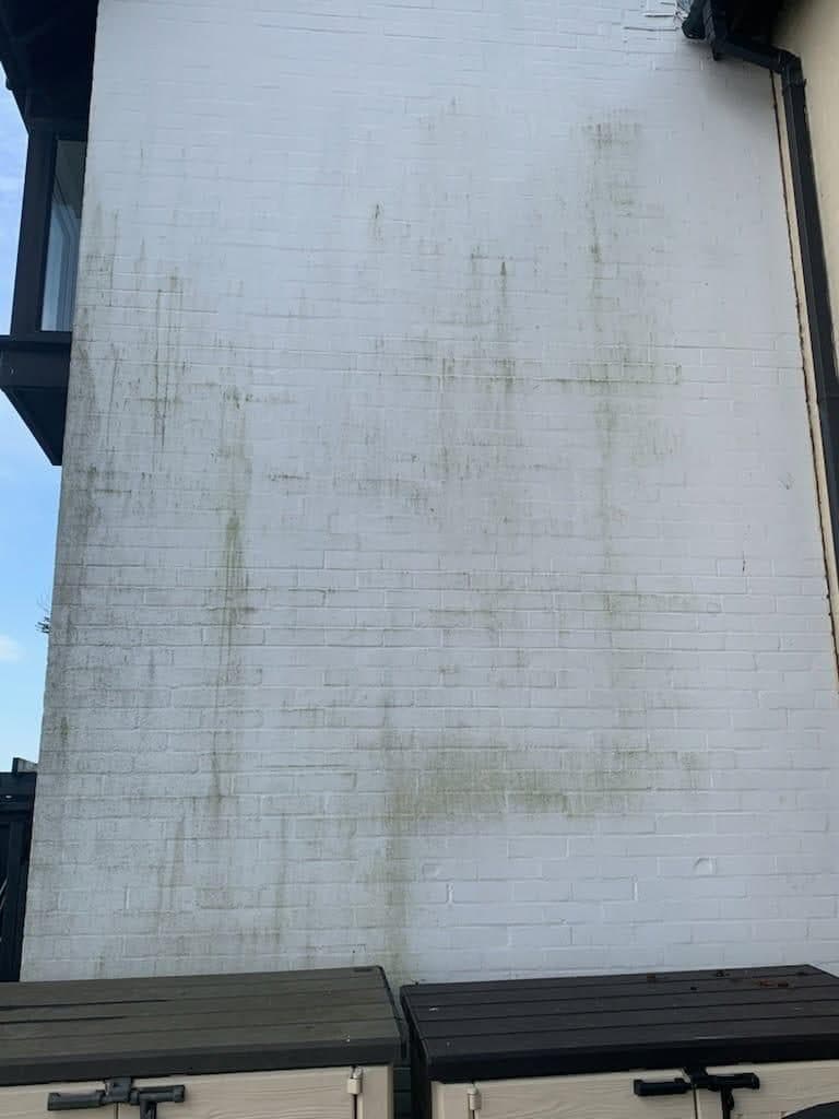 Painted wall covered in green algae before cleaning